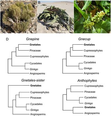 Cutting the long branches: Consilience as a path to unearth the evolutionary history of Gnetales